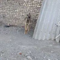 سگ نر عراقی نگهبان و گوسفندی