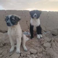 چند قلاده سگ واگذار میشود