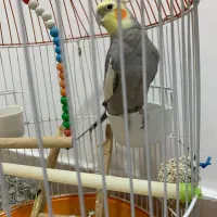 عروس هلندی نر سخنگو