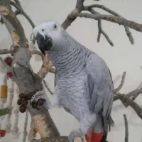 هایپر پرندگان