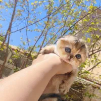 واگذاری اسکاتیش گلد