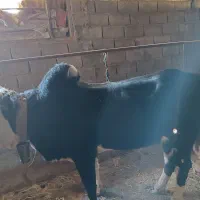 گاو نر محلی   چمری کر|حیوانات مزرعه|شیرگاه, |دیوار