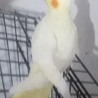 عروس هلندی لوتینو