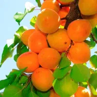 فروش نهال عسگر آباد دوساله و یک ساله عمده و خرده