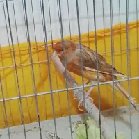 قناری نروماده جفت