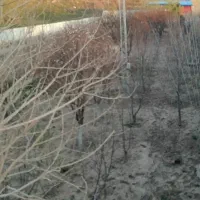 سرایدار وباغیان