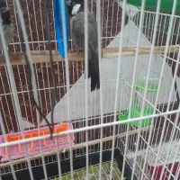 عروس هلندی|پرنده|شادگان, |دیوار