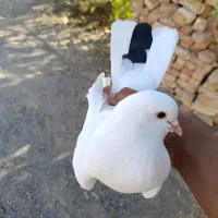 کبوتر سالم و سرحال