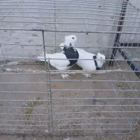 طوقی وپشتدار