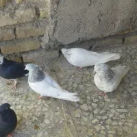 چند جفت کبوتر فروشی|پرنده|جیرفت, |دیوار