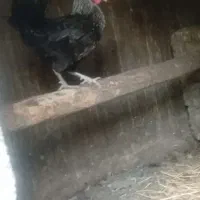 مرغ