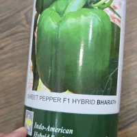 فروش بذر فلفل ایندام