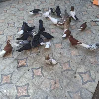 کفتر رنگی|پرنده|خرمشهر, |دیوار