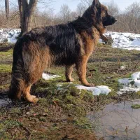 سگ ژرمن شپرد شولاین ماده