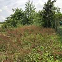 زمین مسکونی۲۵۰ متر