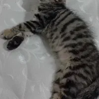 گربه|گربه|یزد, |دیوار