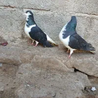 پرنده|پرنده|نیشابور, فضل|دیوار