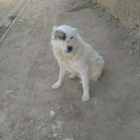 سگ گله و دامداری|سگ|بجنورد, |دیوار