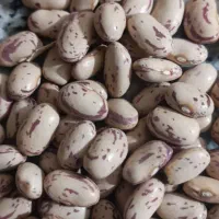 لوبیا چیتی بذر