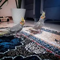 2عدد عروس هلندی بچه دوماهه|پرنده|لنگرود, |دیوار