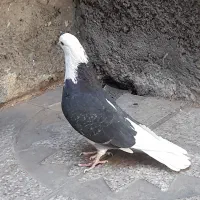 نر ابلغ سیاه