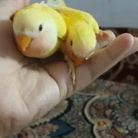 جوجه ۴۰ روزه