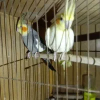 عروس هلندی معاوضه