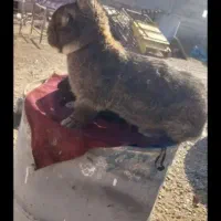 حیوان .... خرگوش نژاد سنگین|موش و خرگوش|خواف, |دیوار