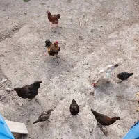 مرغ و خروس محلی