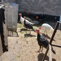 بوقلمون|حیوانات مزرعه|شیراز, کوشک بیدک|دیوار