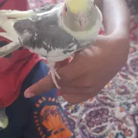 دوتا عروس سخن گوعکس اول ۷۰۰عکس دوم ۱۷۰۰