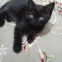 گربه اسکاتیش فوری