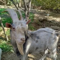 چپش(نر بز)|حیوانات مزرعه|مهریز, |دیوار