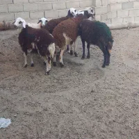 بره ماده پلنگی کاورمیش بز