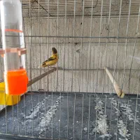 قناری ابلغ|پرنده|خورموج, |دیوار