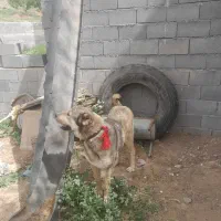 فروش سگ