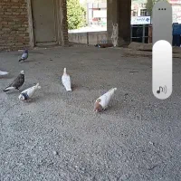 کفتر چادری رنگه خال دار