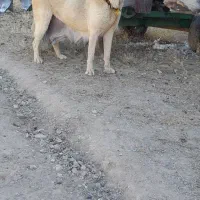 ماده پژدر