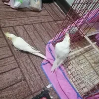 فروش دوعددطوطی 6ماهه