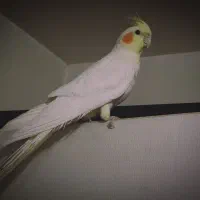 ی جفت لوتینو چشم شرابی