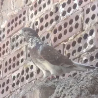 گرگی نر