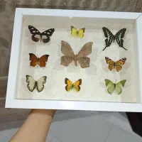 تابلو پروانه