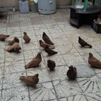 کبوتر سرخ و زرد