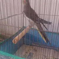 فروش عروس هلندی