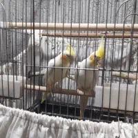 فروش عروس مولد به شرط مولد لیتینو