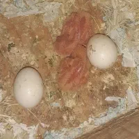 مرغ عشق رینبو مولد صددرصد|پرنده|لاهیجان, خمیر کلایه|دیوار