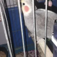 فروش عروس هلندی|پرنده|فردیس, انبار نفت|دیوار