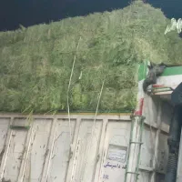 علوفه انباری