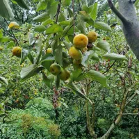 فروش خرمالو بالای دو تن