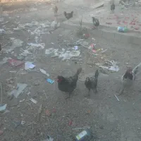 تعدادی مرغ و خروس به فروش میرسد|حیوانات مزرعه|چمران, |دیوار